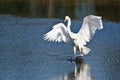 Great Egret Landing in Shallow Water Royalty Free Stock Photo