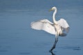 Great Egret Landing in Shallow Water