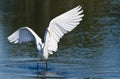 Great Egret Landing in Shallow Water Royalty Free Stock Photo