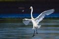 Great Egret Landing in Shallow Water Royalty Free Stock Photo