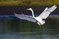 Great Egret Landing in Shallow Water Royalty Free Stock Photo