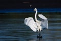 Great Egret Landing in Shallow Water Royalty Free Stock Photo