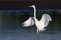 Great Egret Landing in Shallow Water Royalty Free Stock Photo