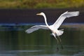 Great Egret Landing in Shallow Water Royalty Free Stock Photo