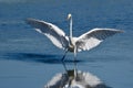 Great Egret Landing in Shallow Water Royalty Free Stock Photo