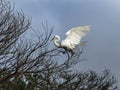 Great Egret Landing in the Treetop Royalty Free Stock Photo