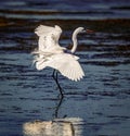 Great egret lands in pond after fishing Royalty Free Stock Photo