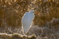 Great Egret or common egret seen in the Skagit Valley Washington.