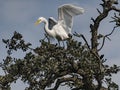Great Egret Lifting Wings in a Live Oak Tree Royalty Free Stock Photo