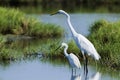 Great egret and little egret in Potuvil, Sri Lanka