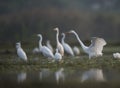 The Great Egret and little egrets fishing Royalty Free Stock Photo