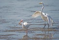 A Great Egret chases a White Ibis for his crab.