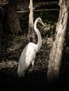 Great Egret Looks Back at Camera In Shadowy Forest