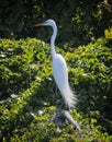 Great Egret in Louisiana