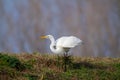 Great egret marsh bird fish hunter