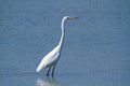 Great egret marsh bird fish hunter