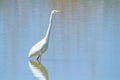 Great egret marsh bird fish hunter