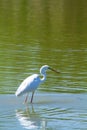 Great egret marsh bird fish hunter