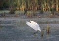 Great Egret in marsh on a summer morning landing on grass Royalty Free Stock Photo