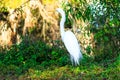 Great Egret During Mating Season