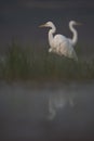 Great Egret in misty Morning Royalty Free Stock Photo