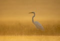 Great Egret in misty Morning Royalty Free Stock Photo