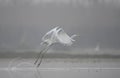 Great Egret in misty Morning Royalty Free Stock Photo
