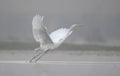 Great Egret in misty Morning Royalty Free Stock Photo