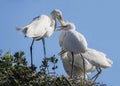 Great Egret Mother Feeding her Fledglings Royalty Free Stock Photo