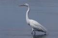 Great Egret Myakka River State Park Florida USA Royalty Free Stock Photo