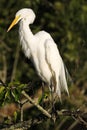 Great egret near the nest Royalty Free Stock Photo