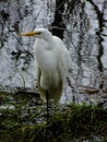 Great Egret near the Sacramento River Trail Royalty Free Stock Photo