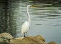 Great Egret near the Sacramento River Royalty Free Stock Photo