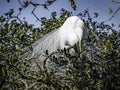 Great Egret Nest Building in a Giant Oak Tree Royalty Free Stock Photo