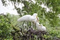 Great Egret Nest Royalty Free Stock Photo