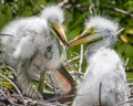 Great Egret Nestlings