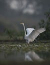 The Great Egret with open wings with reflection Royalty Free Stock Photo