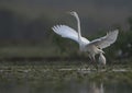 The Great Egret with open wings with reflection Royalty Free Stock Photo