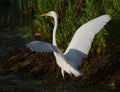 Great Egret open wings in swamp or marsh Royalty Free Stock Photo