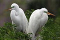 Great Egret Pair Royalty Free Stock Photo