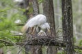 Great egret parent and chick