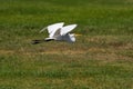 Great Egret passing by while flying over a grassy meadow