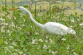 A Great Egret Patrolling the Marshland Royalty Free Stock Photo