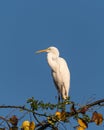 Great Egret perched atop a tree Royalty Free Stock Photo