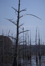 Great Egret Perched on a Branch Royalty Free Stock Photo