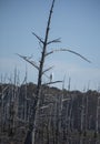 Great Egret Perched on a Branch Royalty Free Stock Photo