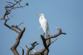 Great egret perched regally in a twisting dead tree with blue sky behind