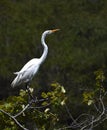 A great egret perched in a tree Royalty Free Stock Photo
