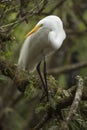 Great egret perched in a tree in the Florida everglades. Royalty Free Stock Photo