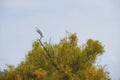 Great Egret perched in a tree top Royalty Free Stock Photo